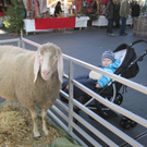 IMG_1493_JPG-1322923409