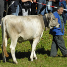 Viehprämierung Schruns 2011