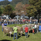 Meine Gemeinde - Vieh Schr - 11.jpg