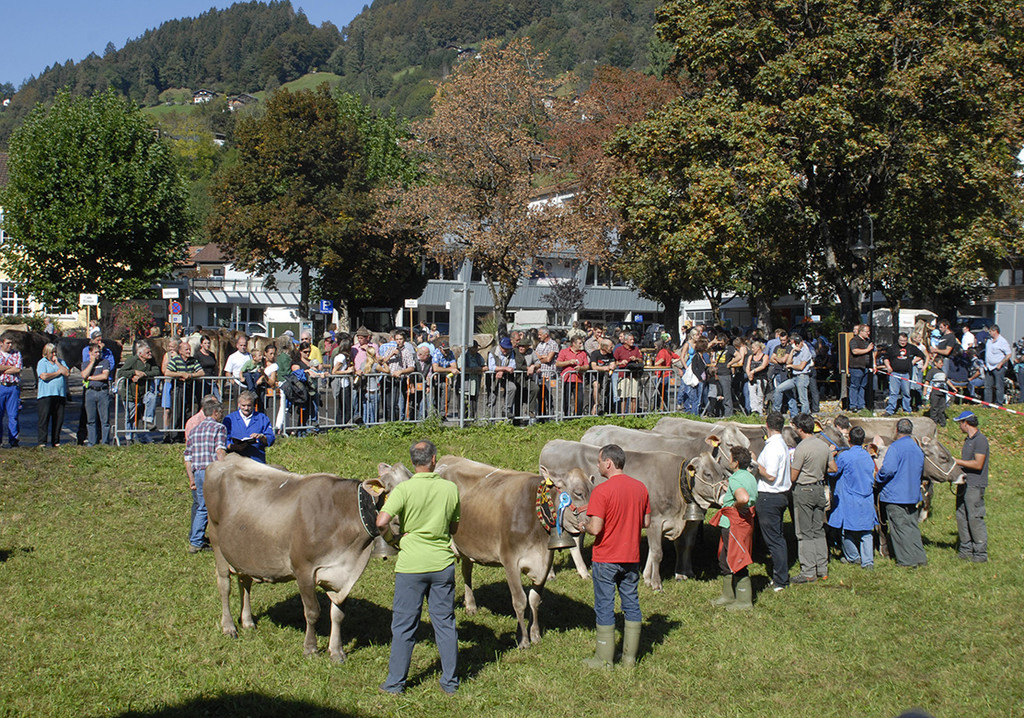 Meine Gemeinde - Vieh Schr - 11.jpg