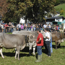 Meine Gemeinde - Vieh Schr - 14.jpg