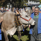 Meine Gemeinde - Vieh Schr - 15.jpg