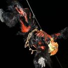 normal_04122011fmt_krampusniederalm_ta_028.JPG
