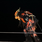 normal_04122011fmt_krampusniederalm_ta_045.JPG