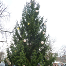 Markt3Baum_jpg-1323104044