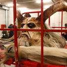 EP Krampus024.jpg