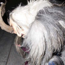 EP Krampus057.jpg