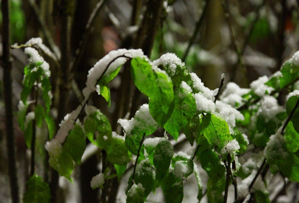 06122011fmt_ersterschnee_mw_08.JPG