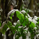06122011fmt_ersterschnee_mw_08.JPG
