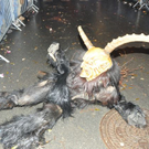 normal_06122011krampusmbaktivnews080.JPG
