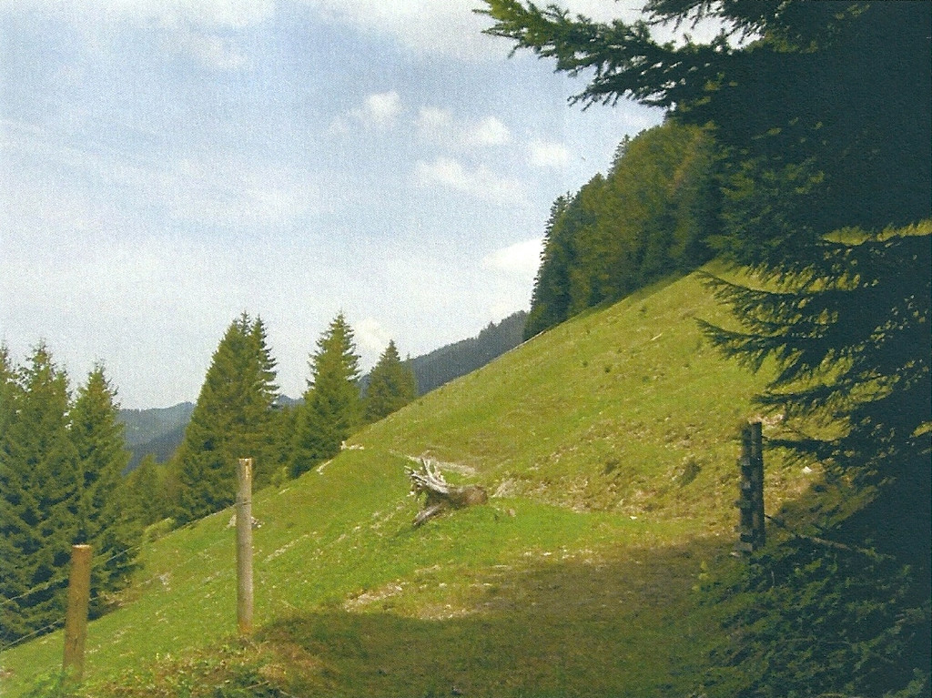 waldrand bei ca hm7.jpg