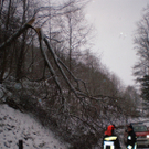 Bezirk Neunkirchen: Feuerwehr räumt im Schnee Baum nach Sturmschaden weg