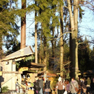normal_08122011WaldweihnachtHalsbachBSaktivnews002.jpg