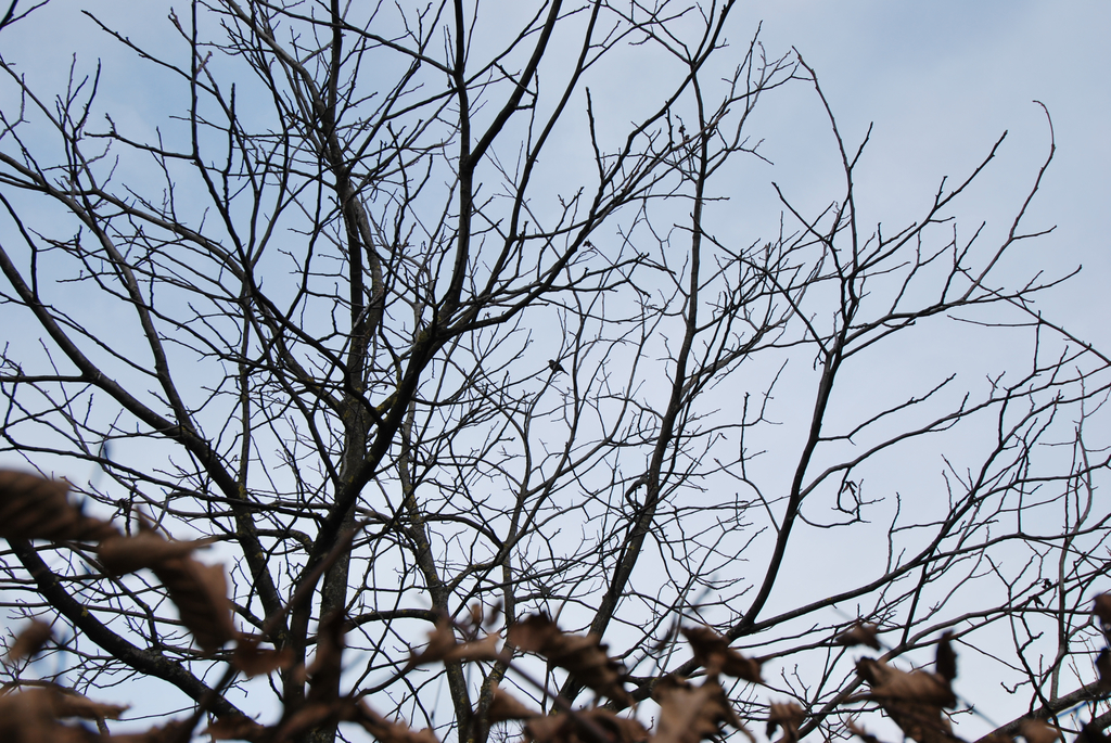 DSC_0063.JPG