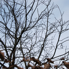 Wintervögel