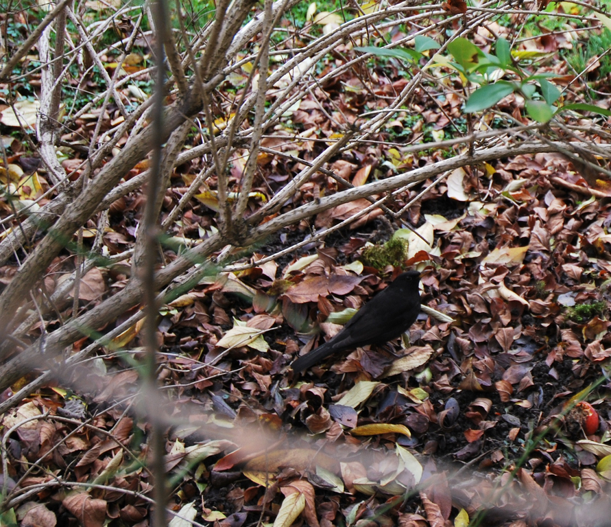 DSC_0021.JPG