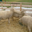 DSC04676_JPG-1323507067