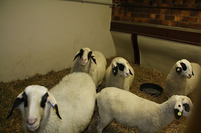 normal_09122011stallweihnachtreichenhallkjaktivnews_012.jpg