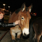 normal_09122011stallweihnachtreichenhallkjaktivnews_036.jpg