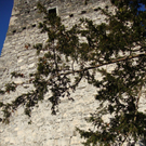 DSC03933_JPG-1323868841