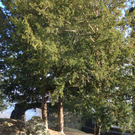 DSC03935_JPG-1323868911