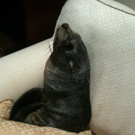 seal.jpg