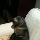 seal1.jpg