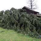 DSC08389_JPG-1324039499