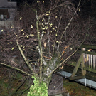 normal_16122011fmt_sturmschaeden_mw_10.JPG