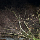 normal_16122011fmt_sturmschaeden_mw_19.JPG