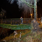 SturmBaum16121102.jpg
