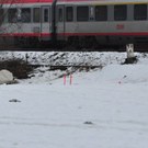 Kühe ausgebüxt