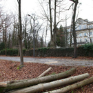 normal_16122011fmt_baumfaellung_mw_06.JPG