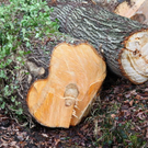 normal_16122011fmt_baumfaellung_mw_07.JPG