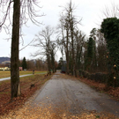 normal_16122011fmt_baumfaellung_mw_11.JPG