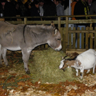 113_3255_JPG-1324247664