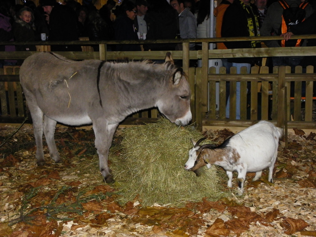 113_3255_JPG-1324247664