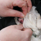normal_19122009hundffaktivnews_26.jpg