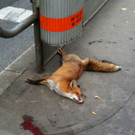 11_ToterFuchs.jpg
