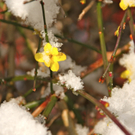 KOE_Wildpark Winterkleid 2_jpg-1324305651