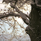 KOE_Wildpark Winterkleid 6_jpg-1324305698