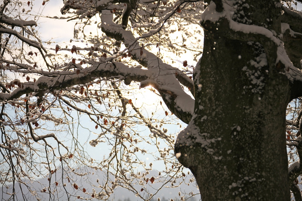 KOE_Wildpark Winterkleid 6_jpg-1324305698