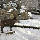 KOE_Wildpark Winterkleid 7_jpg-1324305706