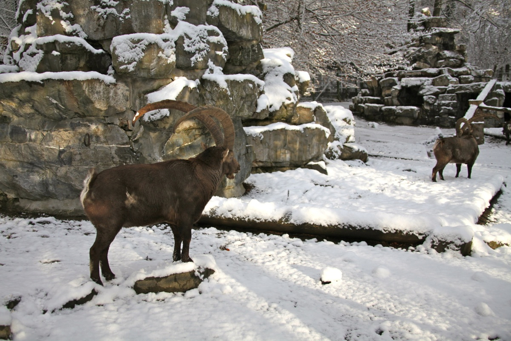 KOE_Wildpark Winterkleid 7_jpg-1324305706