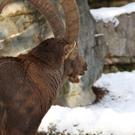 KOE_Wildpark Winterkleid 8_jpg-1324305715