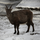 KOE_Wildpark Winterkleid 9_jpg-1324305720