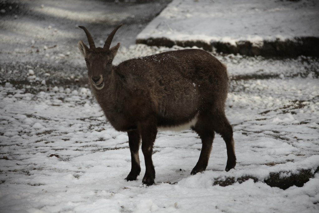 KOE_Wildpark Winterkleid 9_jpg-1324305720
