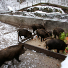 KOE_Wildpark Winterkleid 12_jpg-1324305751