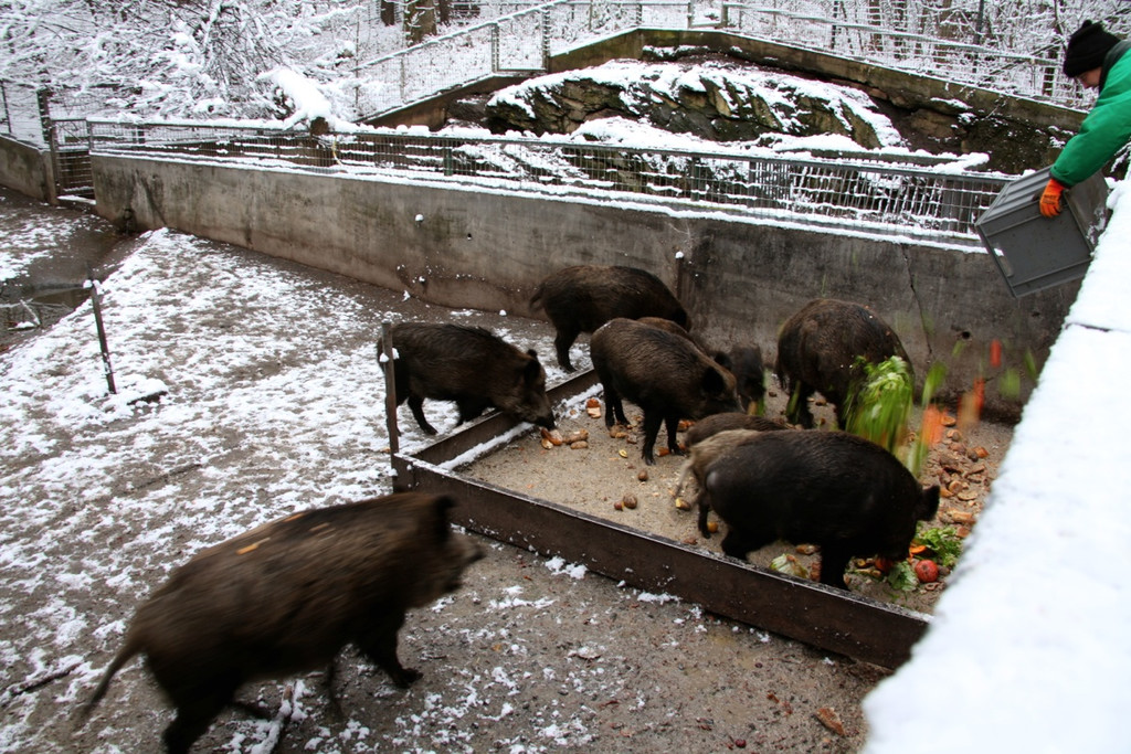 KOE_Wildpark Winterkleid 12_jpg-1324305751