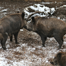 KOE_Wildpark Winterkleid 13_jpg-1324305761